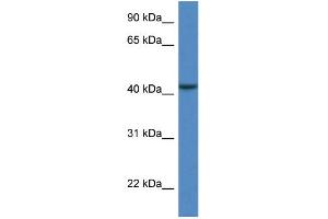 WB Suggested Anti-CAB39L Antibody Titration: 1. (CAB39L 抗体  (N-Term))