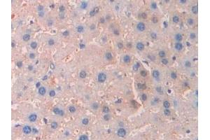 Immunohistochemistry (IHC) image for anti-Carbonic Anhydrase VII (CA7) (AA 58-217) antibody (ABIN7437332)