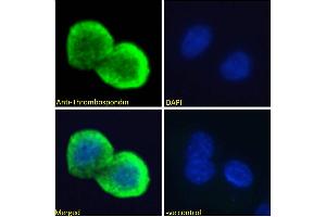 ABIN1781811 Immunofluorescence analysis of paraformaldehyde fixed HepG2 cells, permeabilized with 0. (Thrombospondin 1 抗体  (N-Term))