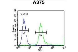 Flow cytometric analysis of A375 cells using SPDYE3 Antibody  (right histogram) compared to a negative control cell (left histogram). (SPDYE3 抗体  (Middle Region))