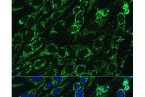 Immunofluorescence (IF) image for anti-Isocitrate Dehydrogenase 3 (NAD+) alpha (IDH3A) antibody (ABIN7258018)