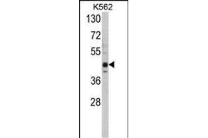 Western blot analysis of SET07 Antibody (C-term) (ABIN387993 and ABIN2845268) in K562 cell line lysates (35 μg/lane).