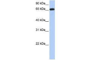 Western Blotting (WB) image for anti-Ectonucleoside Triphosphate diphosphohydrolase 7 (ENTPD7) antibody (ABIN2459295) (ENTPD7 抗体)