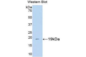 Western Blotting (WB) image for anti-Peptidylprolyl Isomerase A (Cyclophilin A) (PPIA) (AA 2-165) antibody (ABIN1077691) (PPIA 抗体  (AA 2-165))