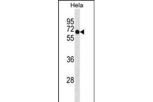 DEPDC7 Antibody (C-term) (ABIN1881258 and ABIN2838959) western blot analysis in Hela cell line lysates (35 μg/lane). (DEPDC7 抗体  (C-Term))