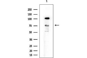 anti-MNT, MAX Dimerization Protein (MNT) (Internal Region) antibody