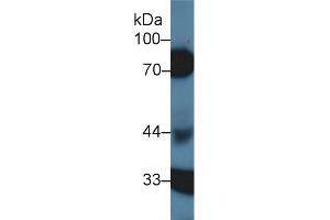 Western Blot; Sample: Porcine Kidney lysate; Primary Ab: 1µg/ml Rabbit Anti-Human HCII Antibody Second Ab: 0. (SERPIND1 抗体  (AA 276-499))
