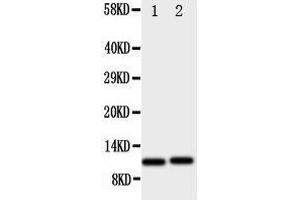 Western Blotting (WB) image for anti-Chemokine (C-X-C Motif) Ligand 1 (Melanoma Growth Stimulating Activity, Alpha) (CXCL1) (AA 99-107), (C-Term) antibody (ABIN3044150)
