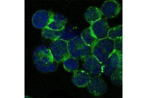 Immunofluorescence analysis of Jurkat cells using ITK monoclonal antibody, clone 5G6  (green) . (ITK 抗体)