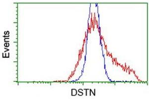 HEK293T cells transfected with either RC203419 overexpress plasmid (Red) or empty vector control plasmid (Blue) were immunostained by anti-DSTN antibody (ABIN2454363), and then analyzed by flow cytometry. (Destrin 抗体)