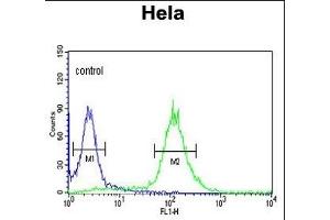 RFC5 Antibody (Center ) (ABIN389314 and ABIN2839435) flow cytometric analysis of Hela cells (right histogram) compared to a negative control cell (left histogram). (RFC5 抗体  (AA 170-200))