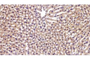 Detection of APOM in Mouse Liver Tissue using Polyclonal Antibody to Apolipoprotein M (APOM) (Apolipoprotein M 抗体  (AA 8-188))