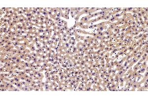 Detection of APOM in Mouse Liver Tissue using Polyclonal Antibody to Apolipoprotein M (APOM)