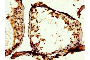 IHC image of ABIN7174089 diluted at 1:200 and staining in paraffin-embedded human testis tissue performed on a Leica BondTM system. (PTPN12 抗体  (AA 539-714))