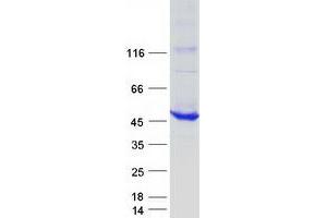 Validation with Western Blot