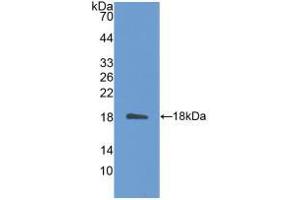 Western blot analysis of recombinant Mouse IL31. (IL-31 抗体  (AA 28-154))