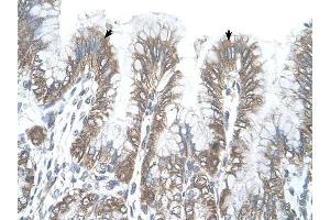 RSRC2 antibody was used for immunohistochemistry at a concentration of 4-8 ug/ml to stain Epithelial cells of fundic gland (arrows) in Human Stomach. (RSRC2 抗体  (C-Term))