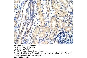 Rabbit Anti-EXOSC3 Antibody  Paraffin Embedded Tissue: Human Kidney Cellular Data: Epithelial cells of renal tubule Antibody Concentration: 4. (EXOSC3 抗体  (C-Term))