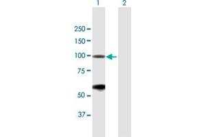 Western Blot analysis of BRD2 expression in transfected 293T cell line by BRD2 MaxPab polyclonal antibody.