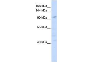 WB Suggested Anti-NOMO1 Antibody Titration: 0. (NOMO1 抗体  (N-Term))