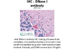 Image no. 1 for anti-Deoxyribonuclease I (DNASE1) (AA 1-252) antibody (ABIN1733719) (DNASE1 抗体  (AA 1-252))