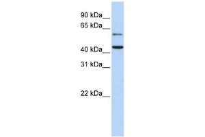 CMAS antibody used at 1 ug/ml to detect target protein. (CMAS 抗体  (N-Term))