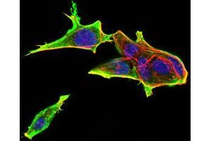 Immunofluorescence analysis of Hela cells using Rab13 mouse mAb (green). (RAB13 抗体  (AA 66-200))