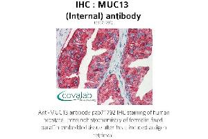 Image no. 1 for anti-Mucin 13, Cell Surface Associated (MUC13) (Internal Region) antibody (ABIN1737140) (MUC13 抗体  (Internal Region))