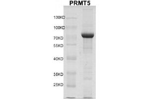 Western Blotting (WB) image for Protein Arginine Methyltransferase 5 (PRMT5) protein (DYKDDDDK Tag) (ABIN2669658)