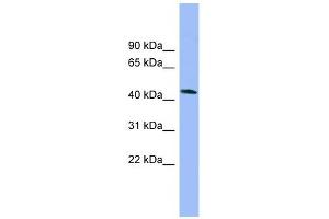 NECAB3 antibody used at 1 ug/ml to detect target protein. (NECAB3 抗体  (N-Term))