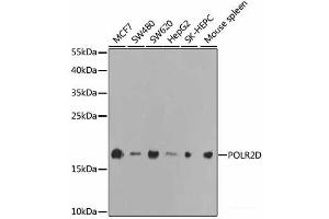 POLR2D 抗体