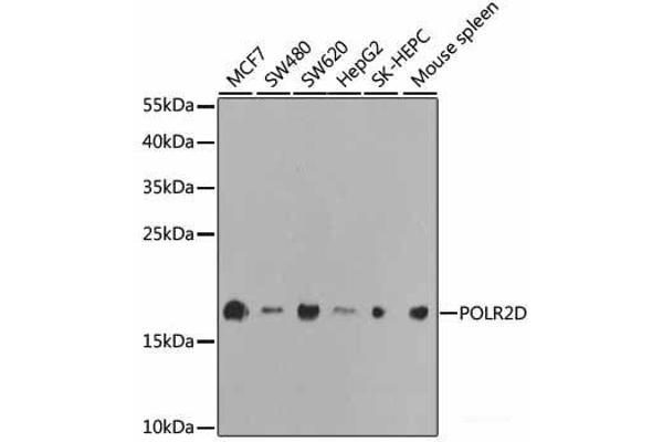 POLR2D 抗体