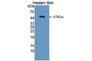 Detection of Recombinant BMP8B, Mouse using Polyclonal Antibody to Bone Morphogenetic Protein 8B (BMP8B) (BMP8B 抗体  (AA 20-399))