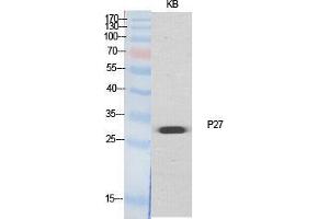 Western Blot (WB) analysis of specific cells using p27 Polyclonal Antibody. (P27 (Ser235), (Ser236) 抗体)