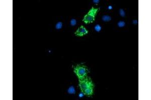 Immunofluorescence (IF) image for anti-Neurolysin (Metallopeptidase M3 Family) (NLN) antibody (ABIN1499710) (NLN 抗体)