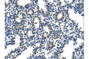 Image no. 1 for anti-Poly(rC) Binding Protein 2 (PCBP2) (AA 191-240) antibody (ABIN203085) (PCBP2 抗体  (AA 191-240))
