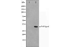 Western blot analysis on 293 cell lysate using FASL Antibody,The lane on the left is treated with the antigen-specific peptide. (FASL 抗体  (Internal Region))