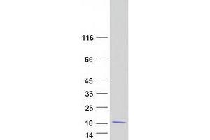 Western Blotting (WB) image for Regenerating Islet Derived Protein 3 gamma (REG3g) (Transcript Variant 1) protein (Myc-DYKDDDDK Tag) (ABIN2730690)