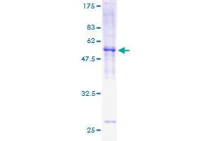 MPZL1 Protein (AA 1-269) (GST tag)