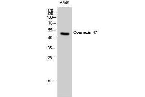 Western Blotting (WB) image for anti-Gap Junction Protein, gamma 2, 47kDa (GJC2) (N-Term) antibody (ABIN3184037) (GJC2 抗体  (N-Term))