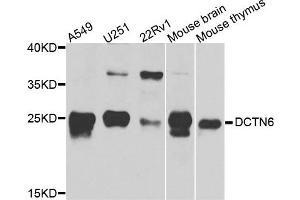 Western blot analysis of extract of various cells, using DCTN6 antibody. (DCTN6 抗体)