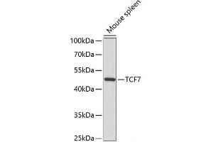 Western blot analysis of extracts of Mouse spleen using TCF7 Polyclonal Antibody at dilution of 1:300. (TCF7 抗体)