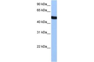 Western Blotting (WB) image for anti-Spermatogenesis Associated 6 (SPATA6) antibody (ABIN2463602) (SPATA6 抗体)