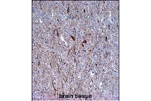 INA Antibody (ABIN1539795 and ABIN2843772) immunohistochemistry analysis in formalin fixed and paraffin embedded human brain tissue followed by peroxidase conjμgation of the secondary antibody and DAB staining. (INA 抗体  (AA 290-319))