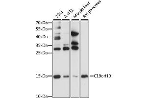 Western blot analysis of extracts of various cell lines, using C19orf10 antibody (ABIN3021417, ABIN3021418, ABIN3021419 and ABIN6215022) at 1:1000 dilution. (C19orf10 抗体  (AA 1-173))