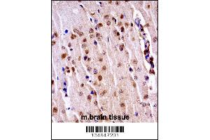 Mouse Nek3 Antibody immunohistochemistry analysis in formalin fixed and paraffin embedded mouse brain tissue followed by peroxidase conjugation of the secondary antibody and DAB staining. (NEK3 抗体  (C-Term))