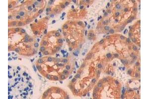 IHC-P analysis of Mouse Kidney Tissue, with DAB staining. (IL18R1 抗体  (AA 391-518))