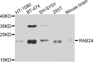 Western blot analysis of extracts of various cell lines, using RAB24 antibody. (RAB24 抗体)