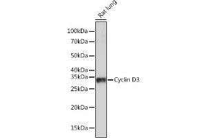 Western blot analysis of extracts of Rat lung, using Cyclin D3 Rabbit mAb (ABIN1681042, ABIN3018381, ABIN3018382 and ABIN7101605) at 1:1000 dilution. (Cyclin D3 抗体)