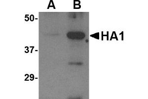 Western blot analysis of (A) 5 ng and (B) 25 ng of recombinant HA1 with Avian Influenza Hemagglutinin antibody at 1 µg/mL. (Hemagglutinin 抗体  (N-Term))